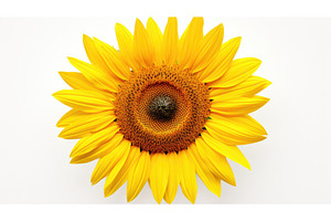 flower sunflower white background ai, a Nature Photo by pikepicture