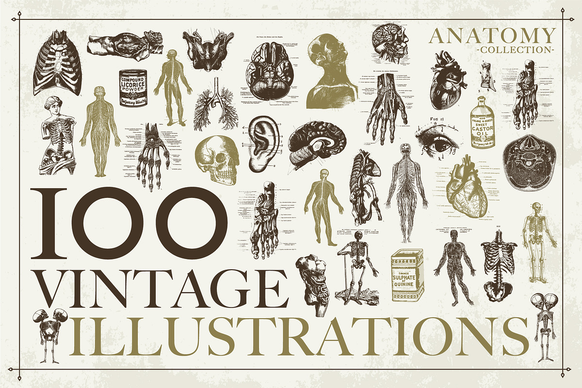 100+ Vintage Anatomy Vectors, a Healthcare Illustration by Shizzle Stock (Photo 2 of 20)