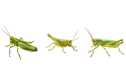 insect grasshopper animal, an Animal Photo by pikepicture