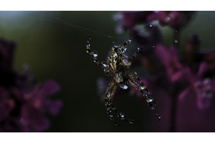 Close up view of beautiful early, a Nature Photo by Media Whale Stock