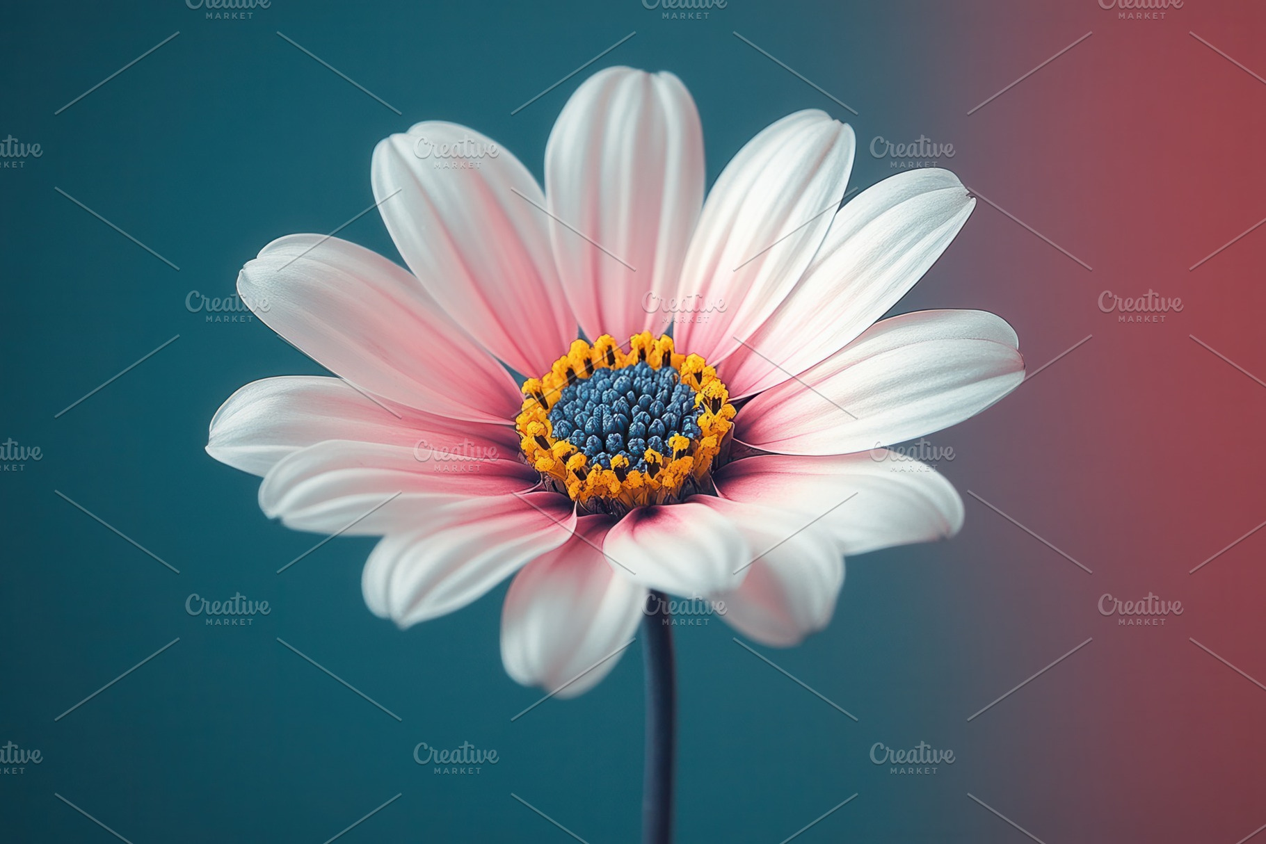 Beautiful close-up of a pink and whi, a Photo by Tanuart