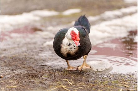 Muscovy duck drinking water from a, a Nature Photo by darksoul72