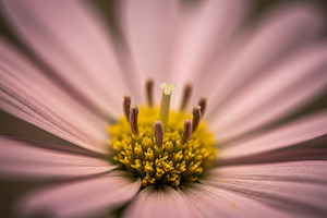 Close-up macro of a pink flower with, a Nature Photo by professorinc