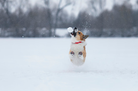 corgi dog puppy runs on snow, an Animal Photo by nataba