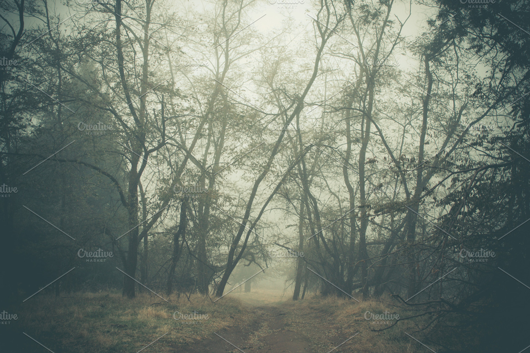 Road to the meadow