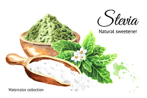 Stevia. Watercolor collection, a Healthcare Illustration by Daria Ustiugova