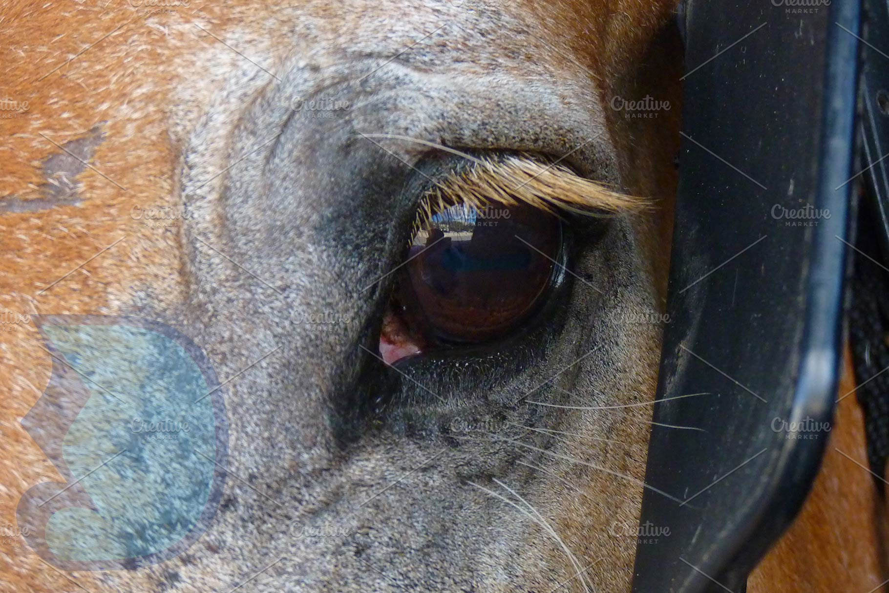 Charleston Carriage Horse, an Animal Photo by DefayDesigns