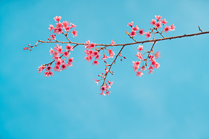 Pink Cherry Blossoms, a Nature Photo by Art Rachen