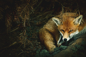 Minimalist Sleeping Red Fox Photo, an Animal Photo by René Jordaan Photography