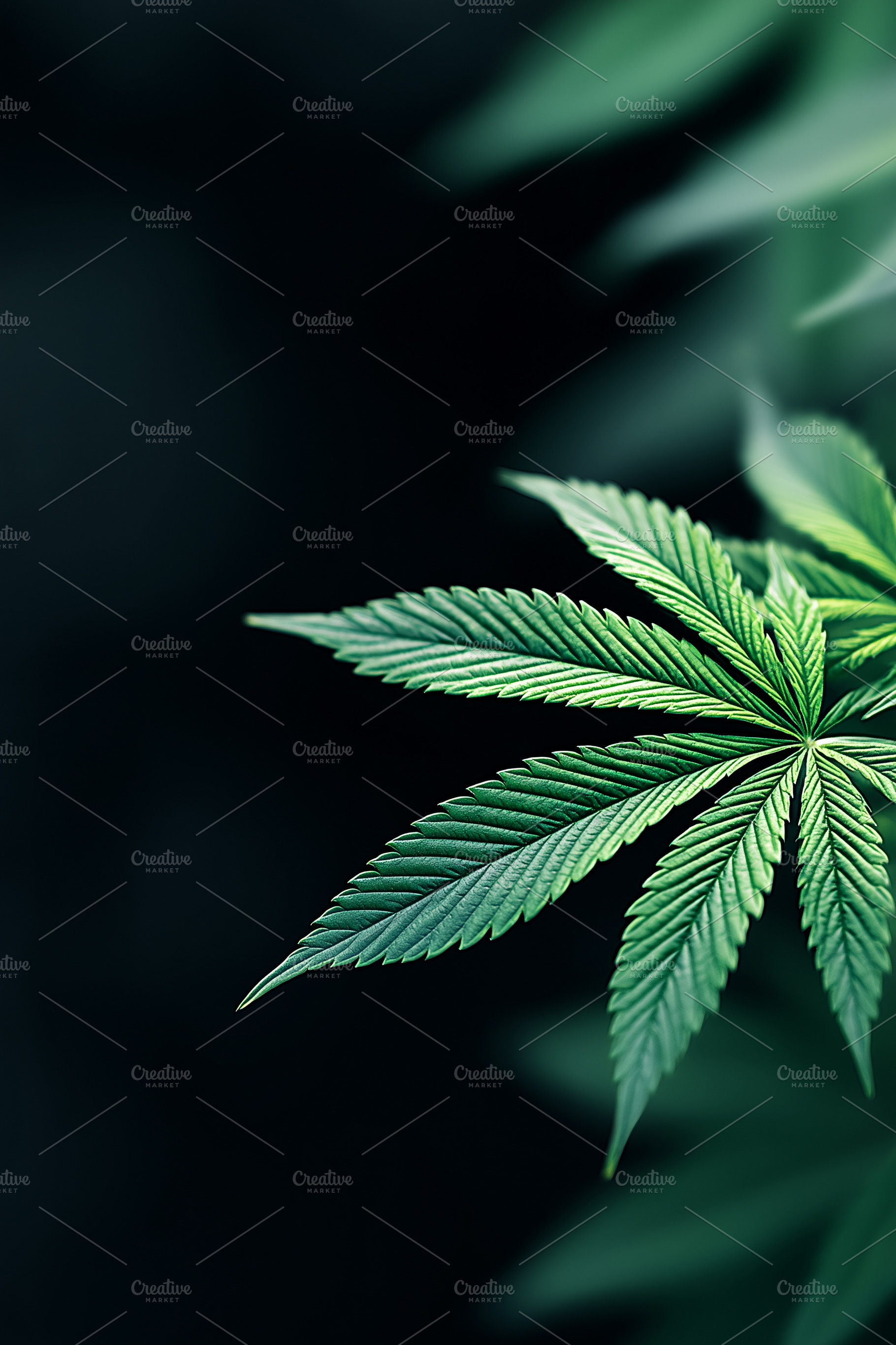 Green cannabis leaf on a dark, blur, a Nature Photo by MistyDay