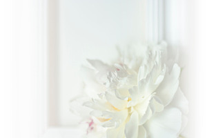 Beautyful white wedding peony 