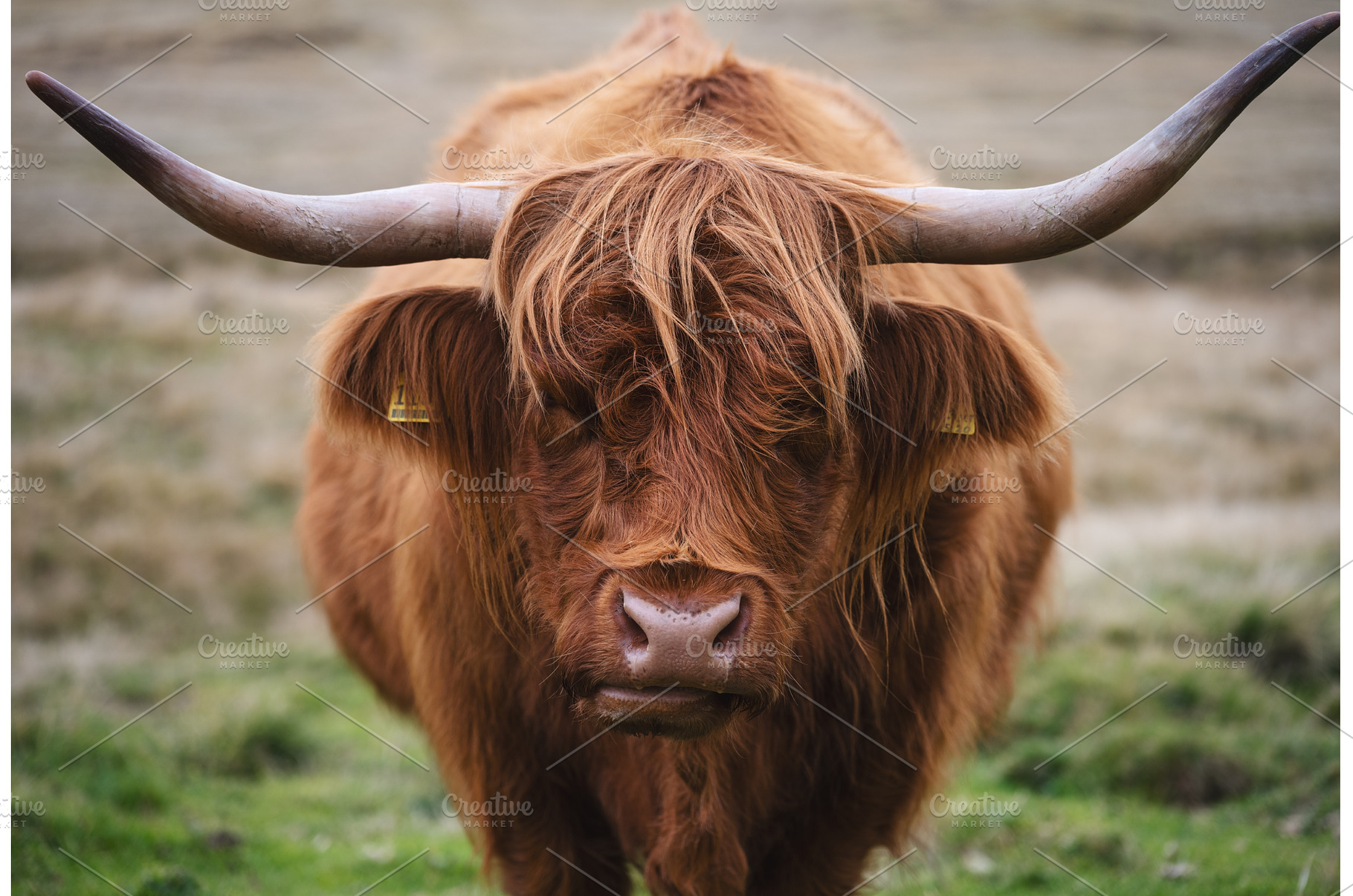 Portrait of Scottish Highland cow, an Animal Photo by den-belitsky