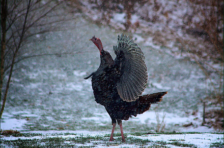 What a Turkey
