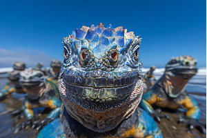 On the Galapagos Islands in Ecuador, an Animal Photo by ZinetroN