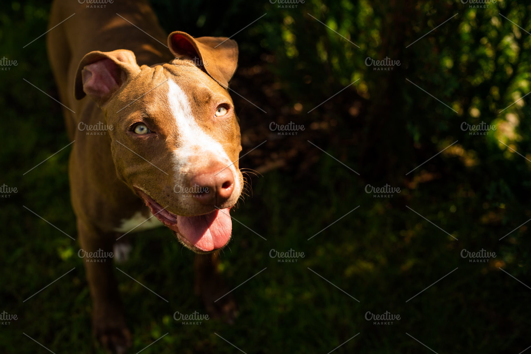 Young american staffordshire pitbull, an Animal Photo by MadPhotos