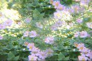Dreamy, Ethereal Flower Photo Bundle, a Nature Photo by AmandaFagan (Thumbnail 10 of 13)