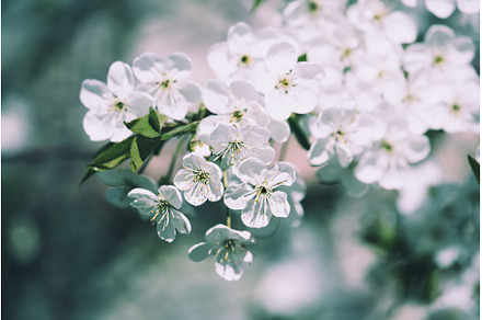 Cherry flowers frame, a Nature Photo by Nature and travel