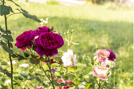 Summer natural background with, a Nature Photo by Diary of impressions