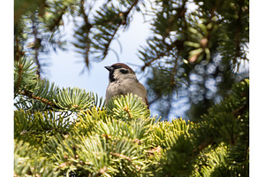 Tree sparrow close-up. Passer, an Animal Photo by Fascinadora