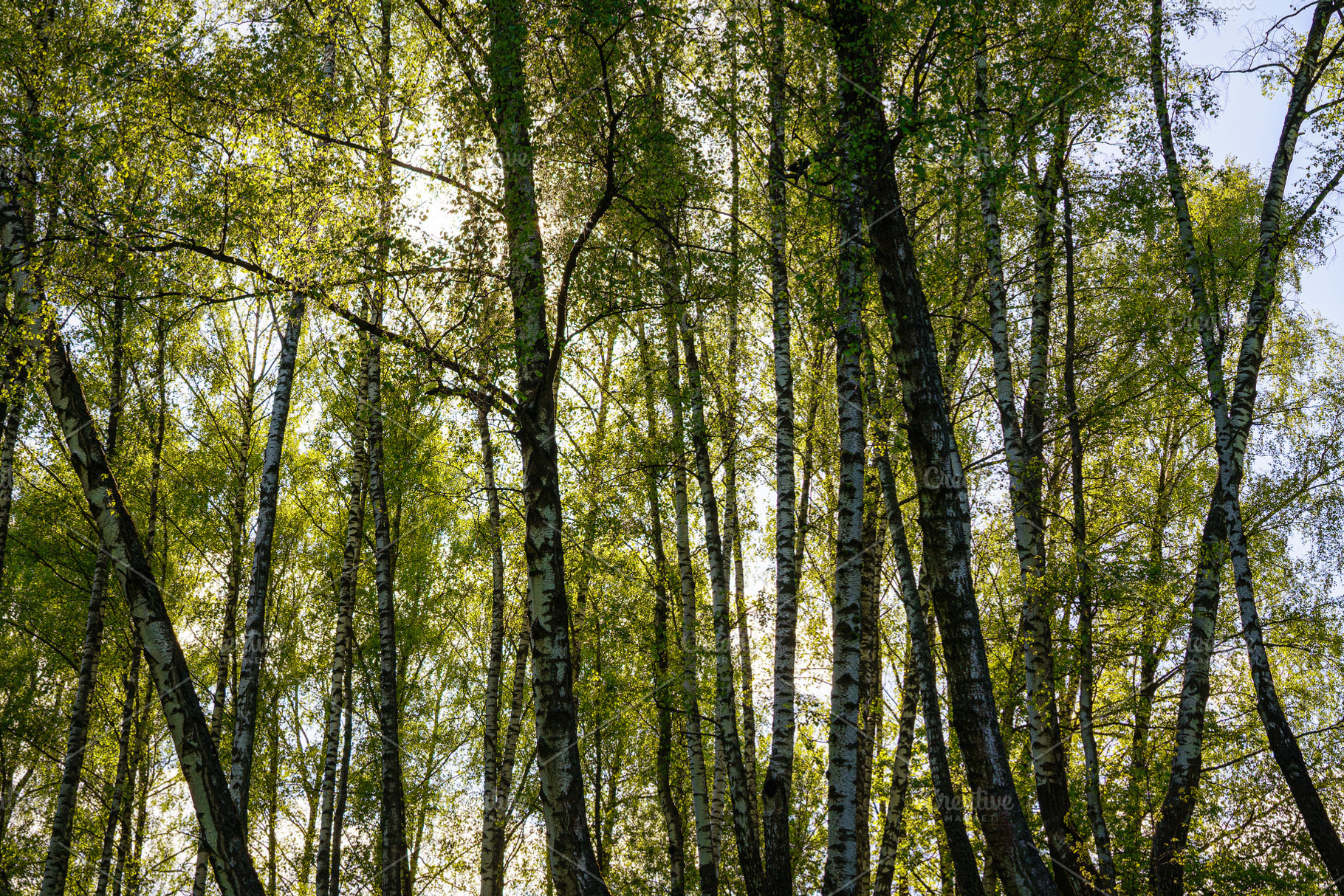 Sunlight filtering through the tall birch trees in a lush green, a Nature Photo by Eugene_Photo