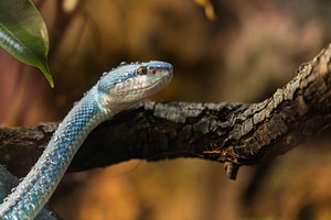 Venomous blue viper, side profile wi, an Animal Photo by Perpis