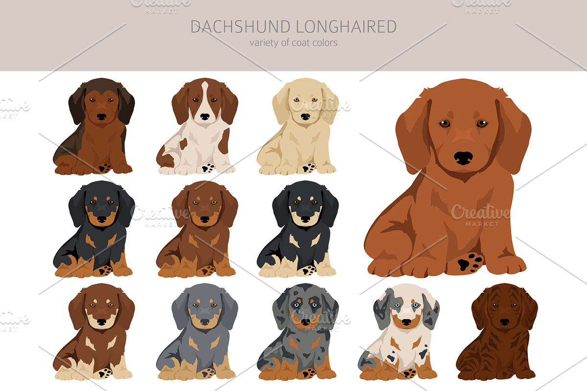 Dachshund longhaired clipart, an Animal Illustration by pet design shop (Photo 3 of 10)