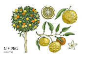 Yuzu - Citrus Fruit and Patterns, a Food Illustration by Yevheniia (Thumbnail 3 of 12)