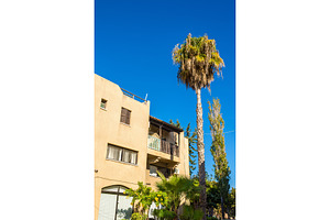 Typical flora in the city of Paphos - Cyprus, an Architecture Photo by Leonid Andronov
