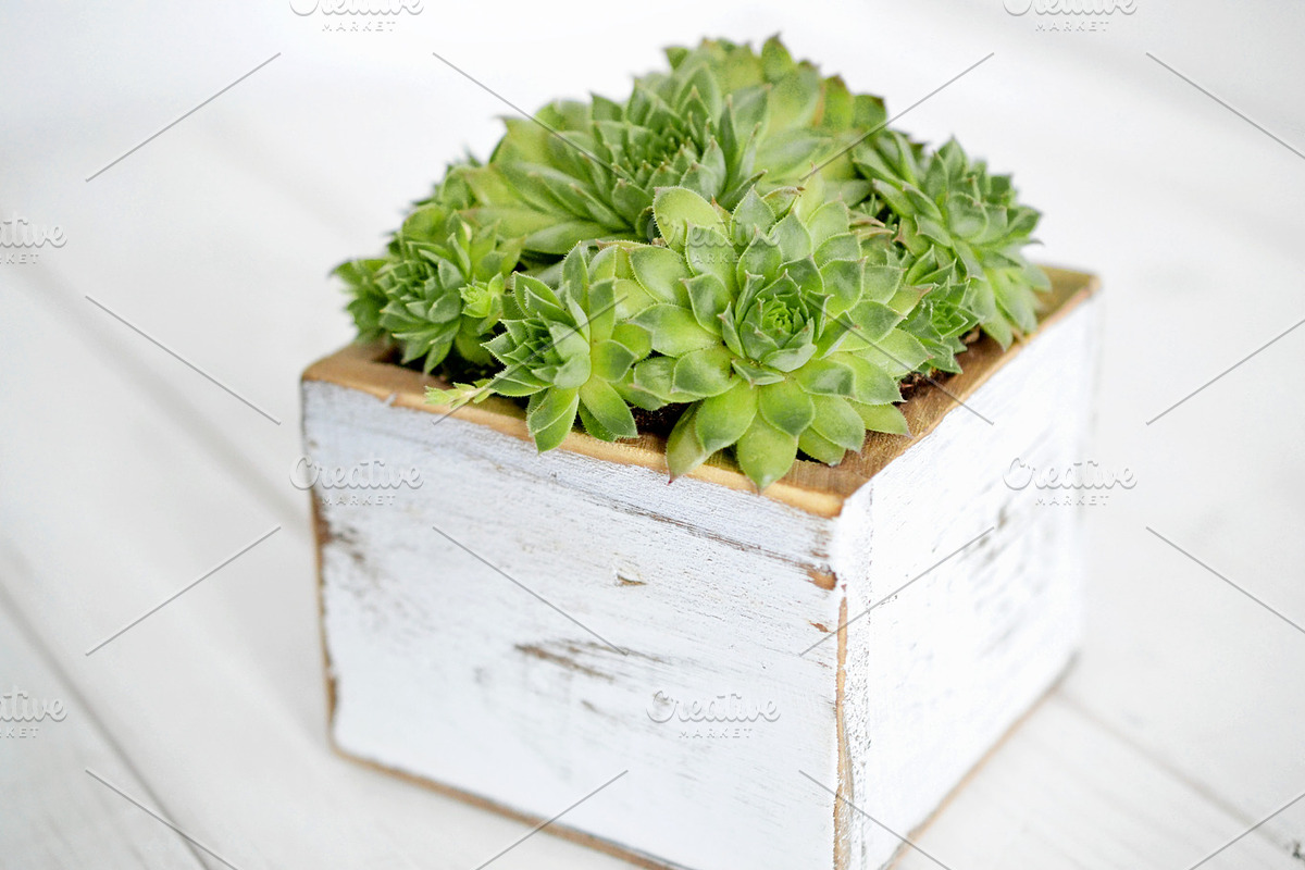Succulent Planter Stock Photos, an Abstract Photo by Greenleaf Images (Photo 6 of 6)