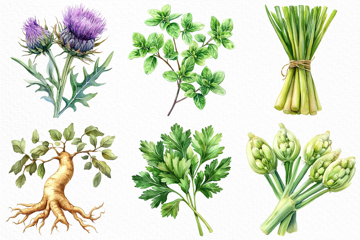 Watercolor Herbal Clipart Bundle, an Illustration by Craft Nest (Photo 4 of 6)