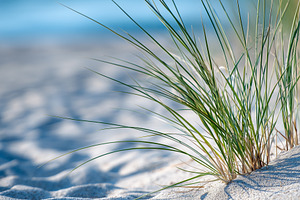 Green beach grass growing in sand, a Nature Photo by MistyDay