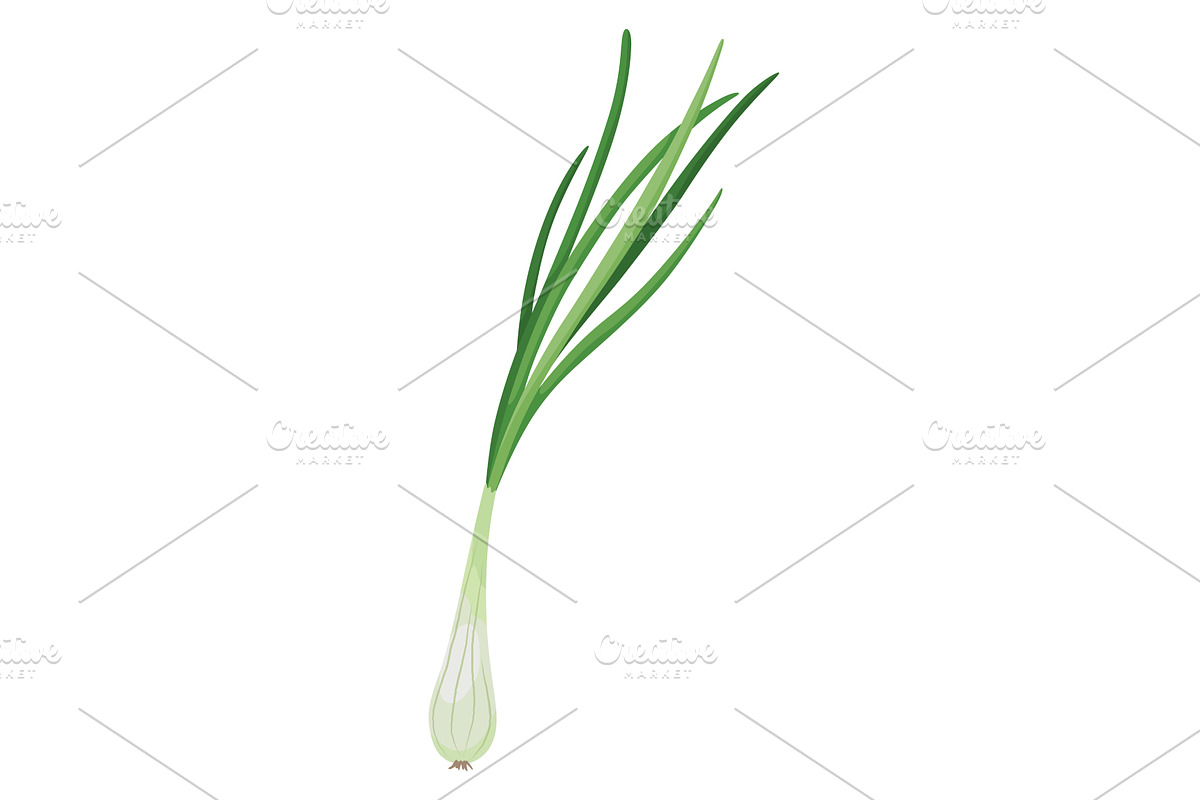 Spring onion vector illustration, a Food Illustration by the8monkey