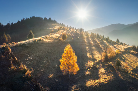Aerial view of beautiful orange trees on the hill in mountains, a Nature Photo by den-belitsky