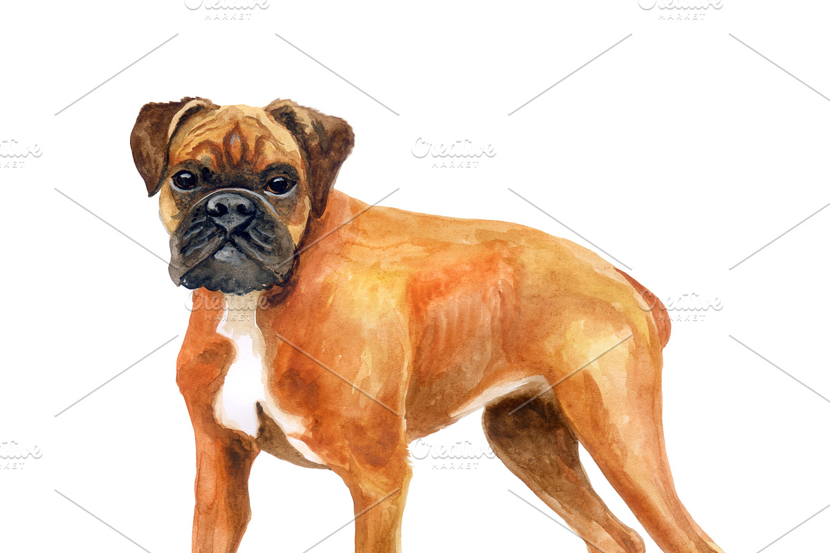 Watercolor Dogs Mega Big Bundle, an Illustration by Dneprstock (Photo 32 of 60)