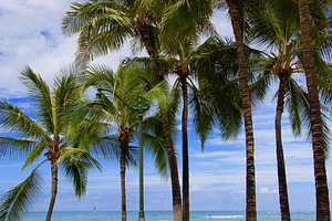 Palm Trees with Beach Surfers