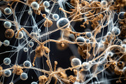 72 Microscopic Fungi Backgrounds, a Background Graphic by h.utomo (Thumbnail 16 of 72)