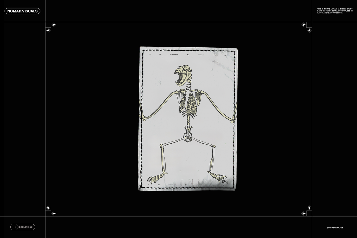 Skeletons & Bones, an Animal Illustration by Nomad Visuals (Photo 7 of 15)