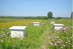Beekeeping in Rural Areas. Beehives, a Nature Photo by Lermont51