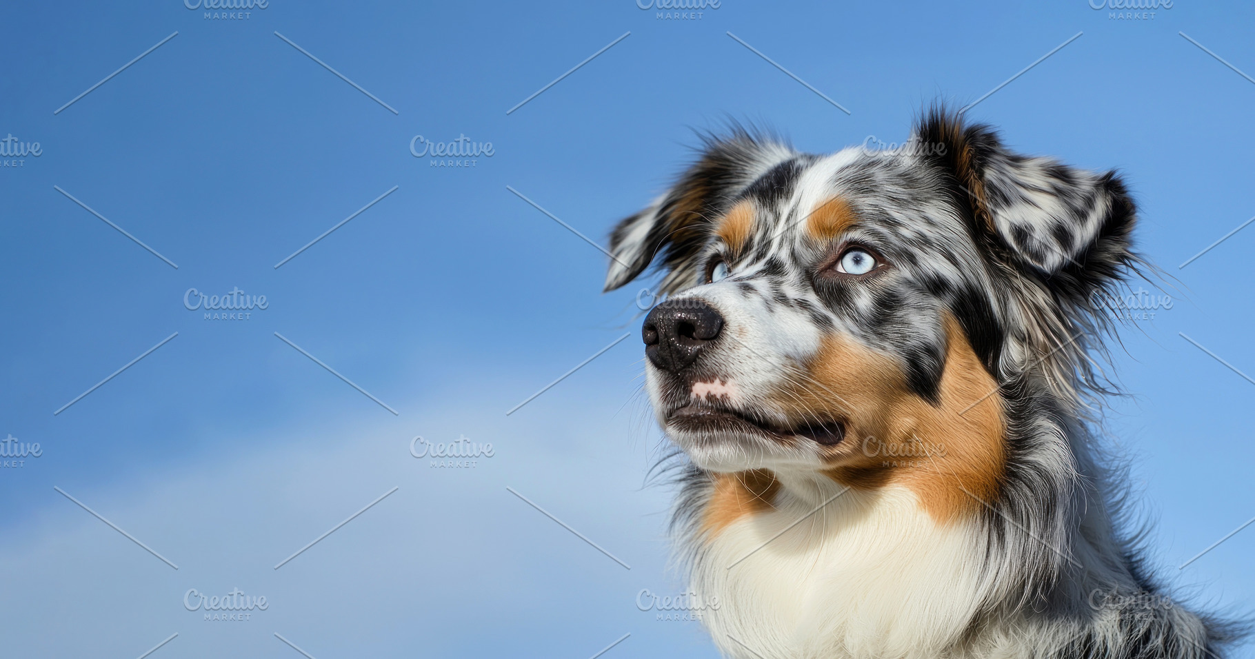 Australian shepherd dog with piercing blue eyes and merle coat g, an Animal Photo by José Manuel Gelpi