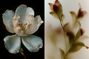 80 Floral Aesthetic Stock Images, a Background Photo by Digital Asset Co (Thumbnail 8 of 9)