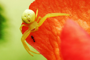 Spider macro photography