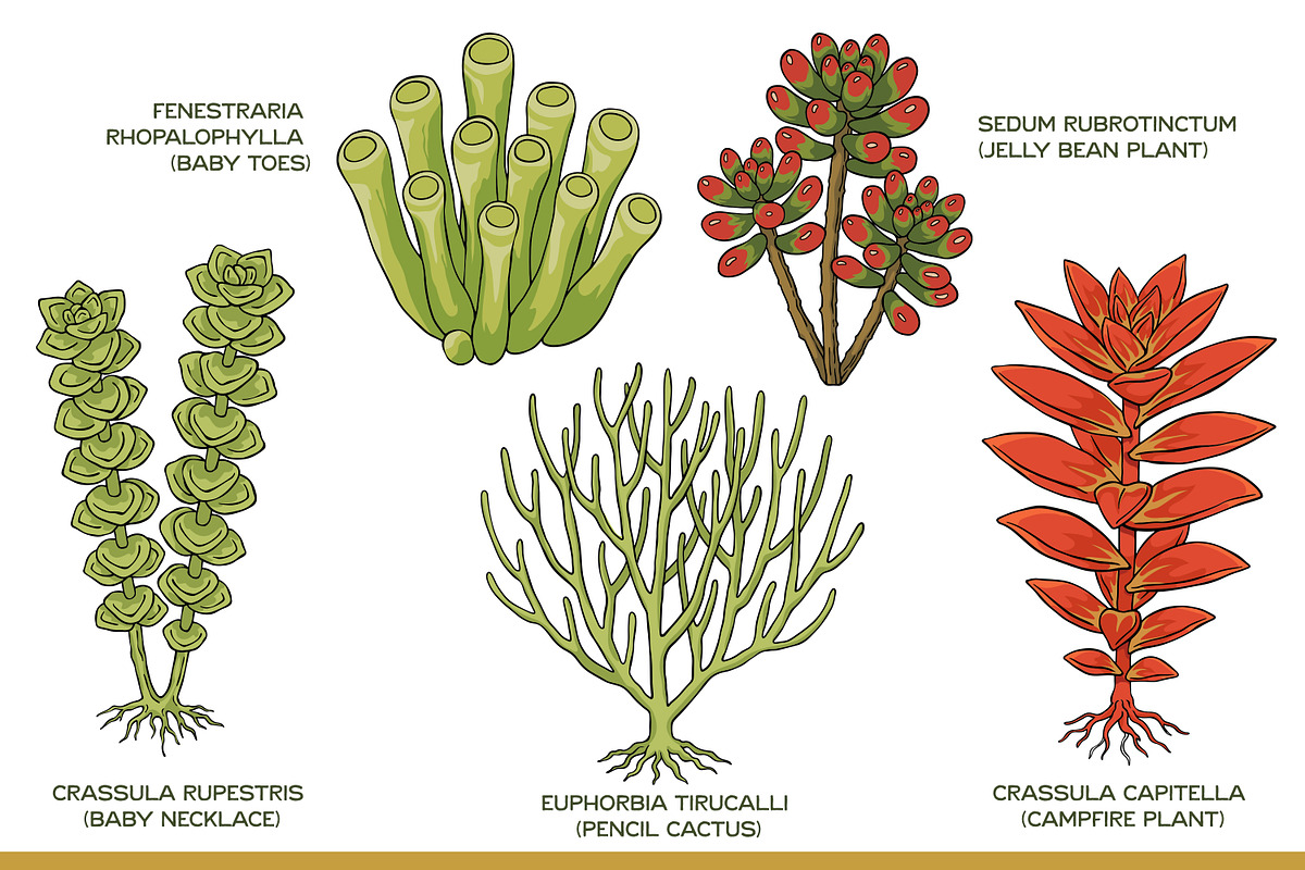 Succulent Illustration Pack, an Illustration by Tekuni (Photo 6 of 13)