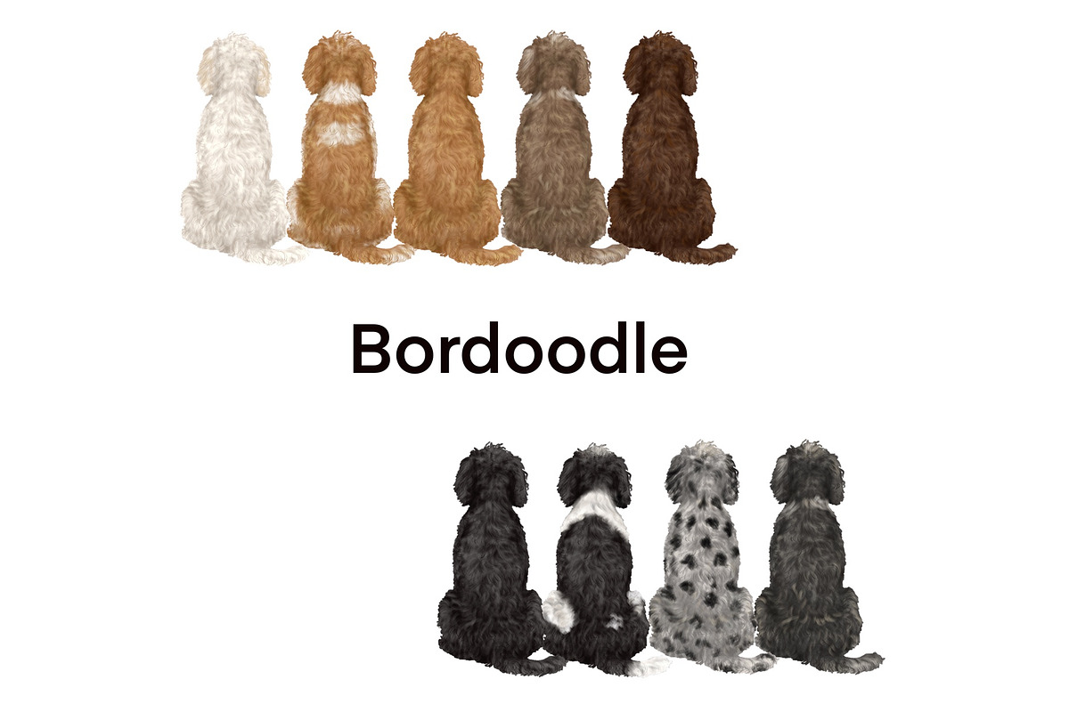 Watercolor Dog Clipart. Dog Breeds, an Animal Illustration by ColorfulPT (Photo 5 of 8)