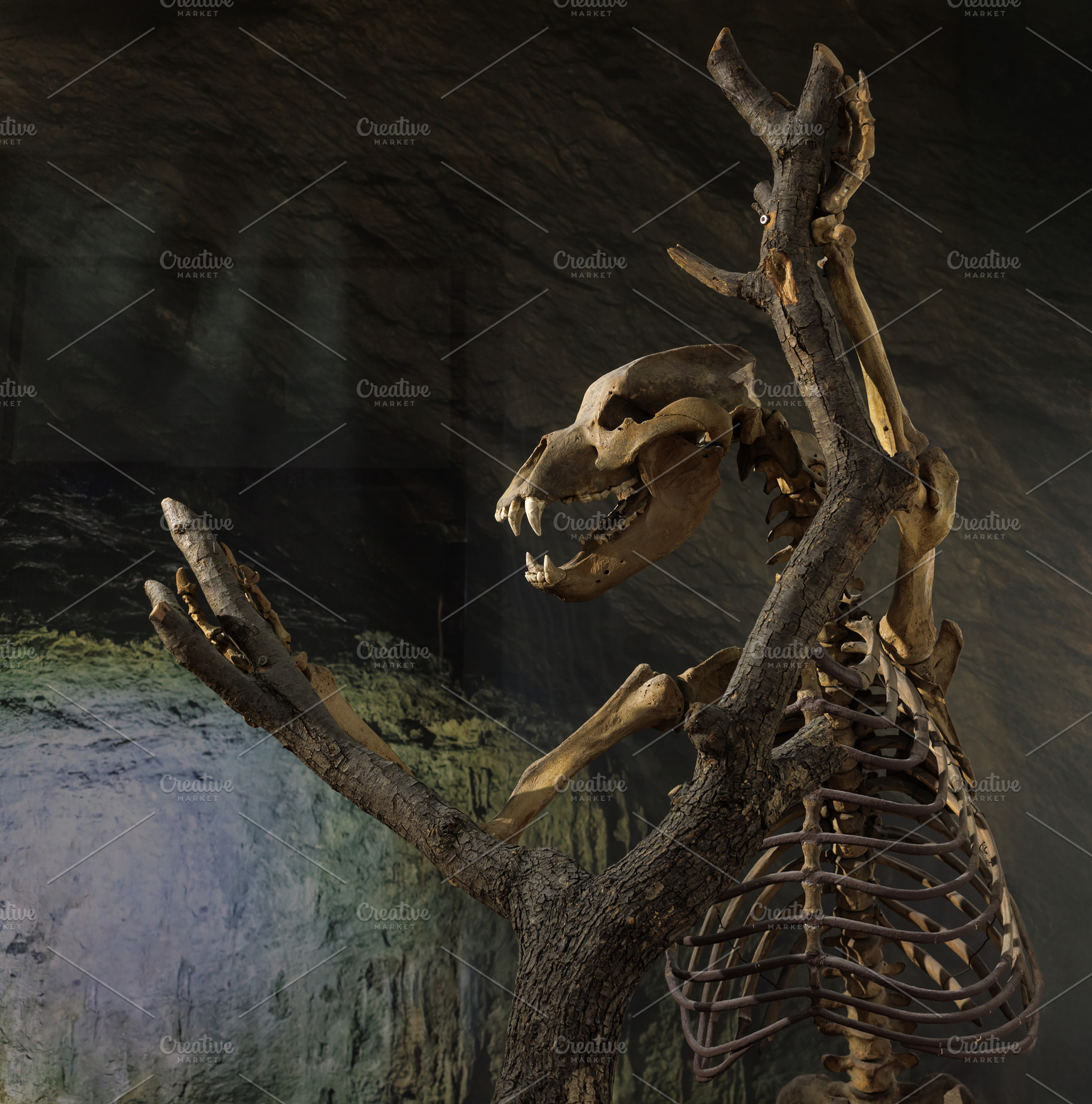 Skeleton of Cave Bear, Ursus spelaeus, an Animal Photo by Bepslabor