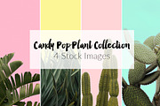 Candy Pop Plants Stock Photos, a Nature Photo by Dee Andreoli Photography (Thumbnail 1 of 5)