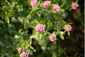 Beautiful clover flowers bloom in a, an Animal Photo by darksoul72