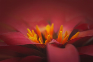 01 Red Bromeliad Flower