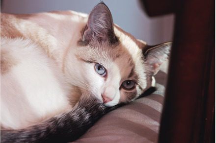 cat on pillow waiting for owner, an Animal Photo by Pakosta