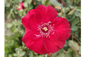 vibrant red rose in bloom, a Nature Photo by LogosDen