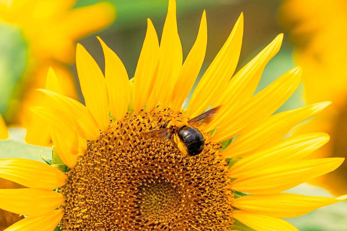 Bee on Sunflower – Bright Yellow Sum, a Nature Photo by Silent Nature (Photo 2 of 5)